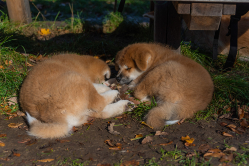 Mizumi und Koyo ... best Buddies